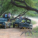 Leopard Safari